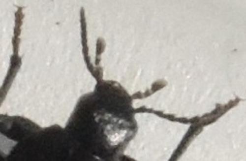 Melandrya caraboides